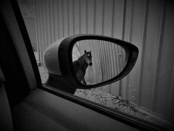 Dog sitting in window