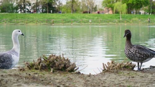 Ducks on a lake