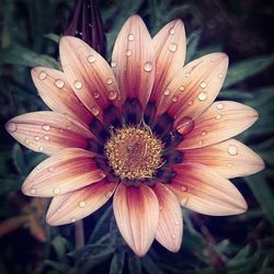 Close-up of pink flower blooming outdoors