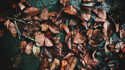 High angle view of dry leaves