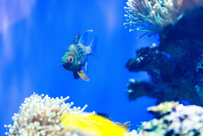 Close-up of fish underwater