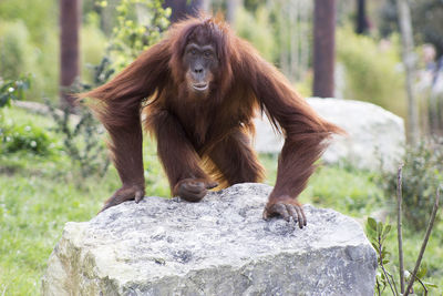 Close-up of monkey on grass