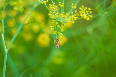 Close-up of insect pollinating on flower