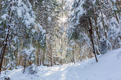 Trees on snow covered field during winter