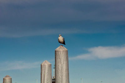 Low angle view of seagull perching on wooden post against sky