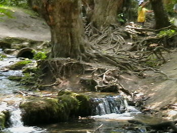 Stream flowing through rocks in forest