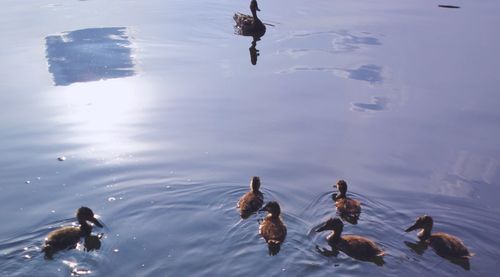 High angle view of ducks swimming in lake