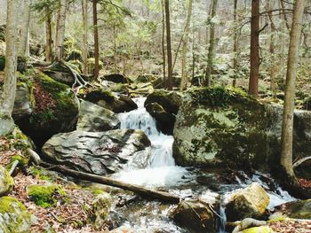 Stream flowing through rocks in forest