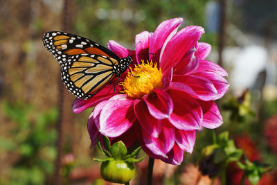 Close-up of butterfly pollinating on pink flower