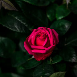 Close-up of pink rose