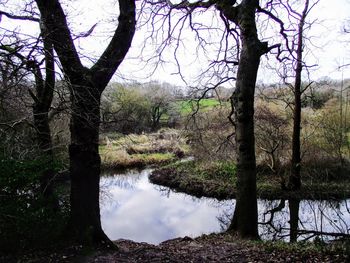 Trees by lake in forest against sky