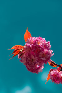 Close-up of pink flowers
