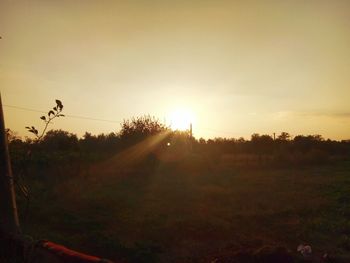 Sun shining through trees on field