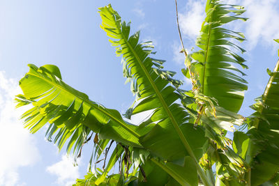 Leaves of a banana tree against blue sky in queensland, australia