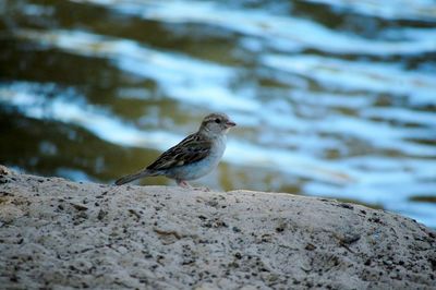 Close-up of sparrow perching on rock against lake