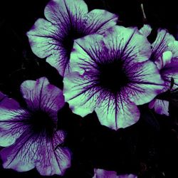 Close-up of purple flowers