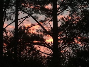 Silhouette trees in forest during sunset