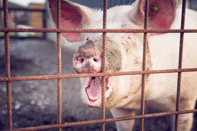 Close-up of rabbit in cage