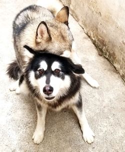 High angle portrait of dog looking at camera