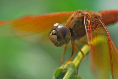 Close-up of insect on leaf
