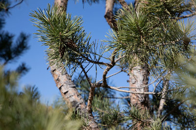 Low angle view of pine tree against sky