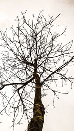 Low angle view of bare tree against sky