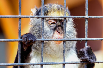 Close-up of monkey looking through cage at zoo