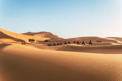 A caravan of camels moves through the dunes of the sahara desert in morocco