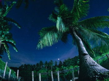 Low angle view of palm trees against blue sky