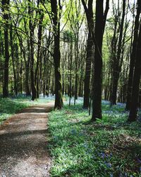 Trees in forest