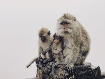 Close-up of monkey sitting on snow