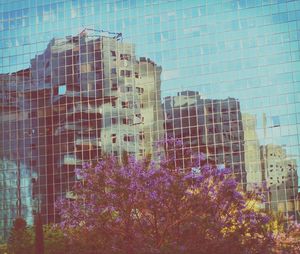 Low angle view of flowers in building