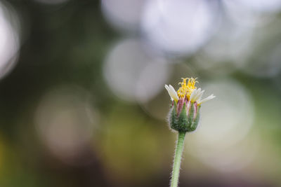 Close-up of flowering plant