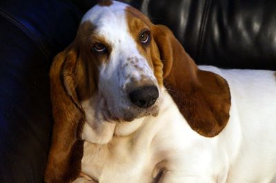 Close-up portrait of dog sitting on sofa at home