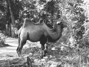 Horse standing on field