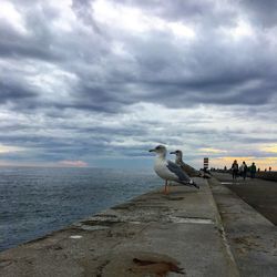 Birds perching on sea against sky