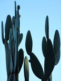 Low angle view of succulent plant against sky