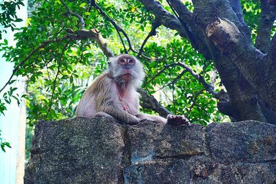 Portrait of monkey sitting on tree trunk