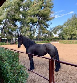 Horse standing in ranch