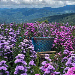 Purple flowering plants on field