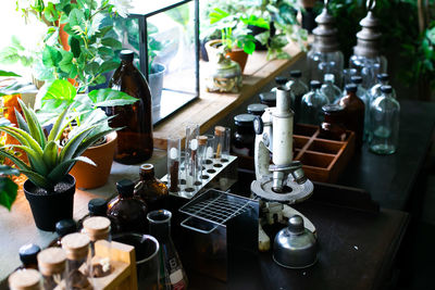 High angle view of potted plant on table