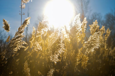 Natural backgrounds