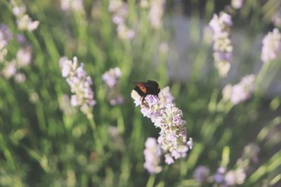 Close-up of insect on purple flowering plant