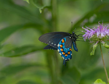 Full frame close-up side view of a colorful butterfly and flowers