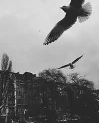 Low angle view of birds flying against the sky