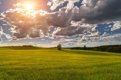 Scenic view of agricultural field against sky