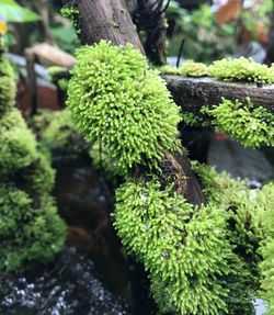 Close-up of moss growing on tree