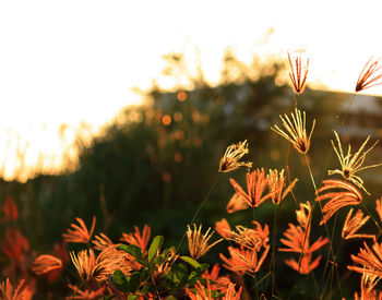 Close-up of flowers against sky at sunset