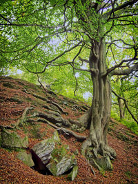 Trees in forest