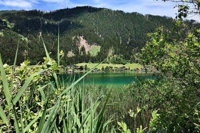 Scenic view of forest against sky